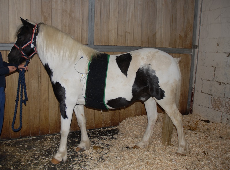 Cardiac Arrhythmias in Horses